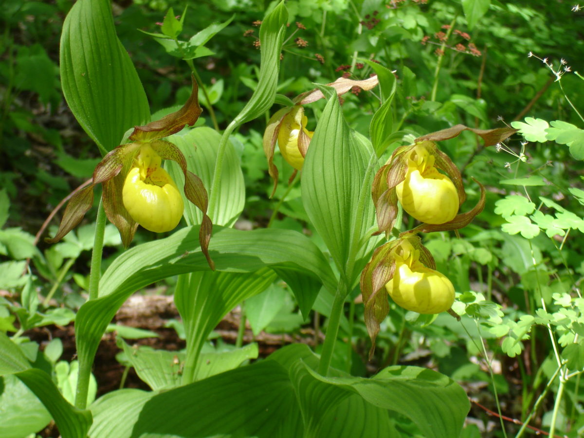 Spring in Long Hope Valley